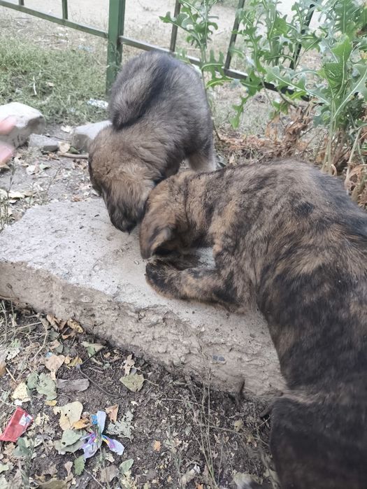Возьмите щенка в добрые руки