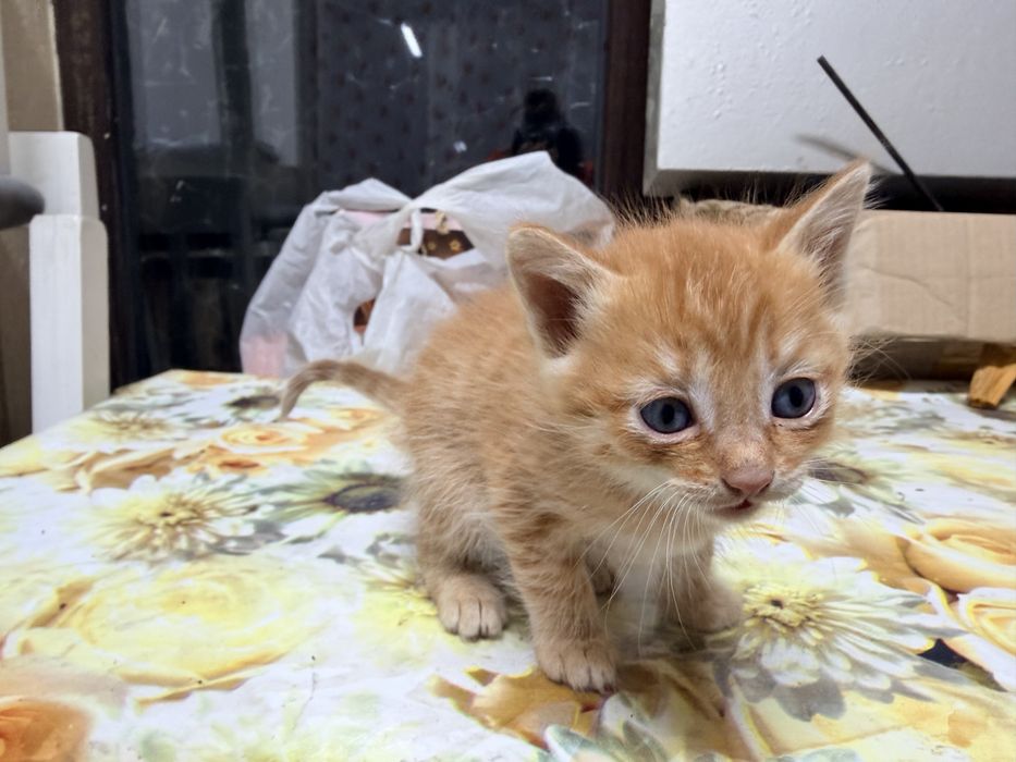 Отдам котят в добрые руки
