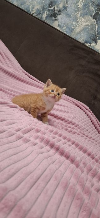 Британские ласковые котята