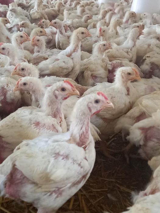 Boboci de rata pui alb si rasa mixta