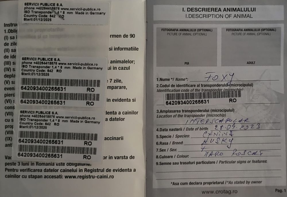 Donez  cătelușa huski!