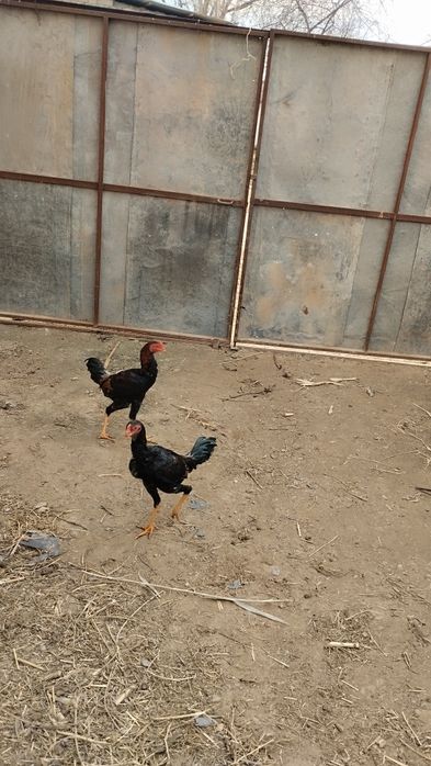 Dakan sotiladi faqat xoroz