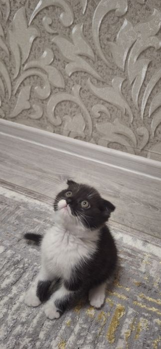 Продаётся котенок