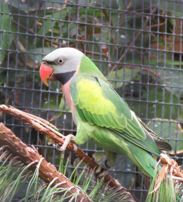 Продам Розовогрудный кольчатый попугай