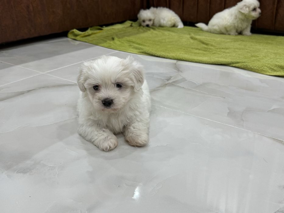 Bishon maltez mini
