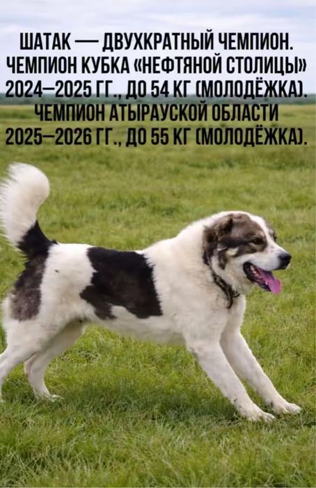 Продам самого крупного щенка в помете