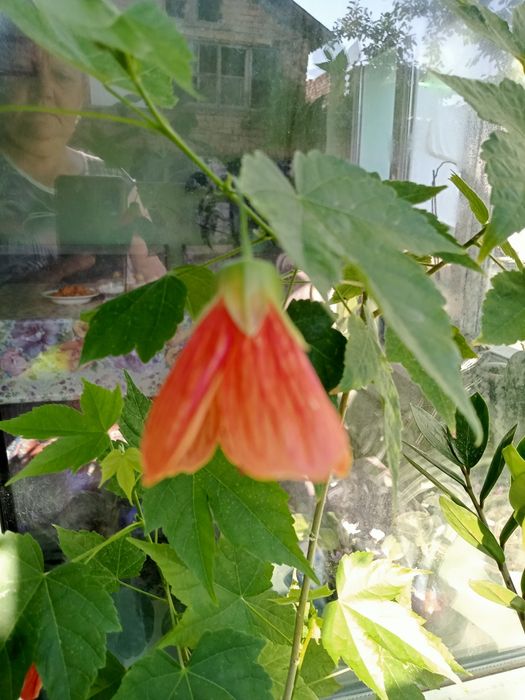 Домашние комнатные цветы