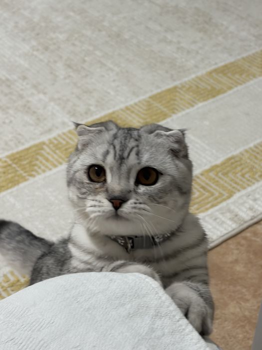 Отдам котика мальчика в добрые ручки