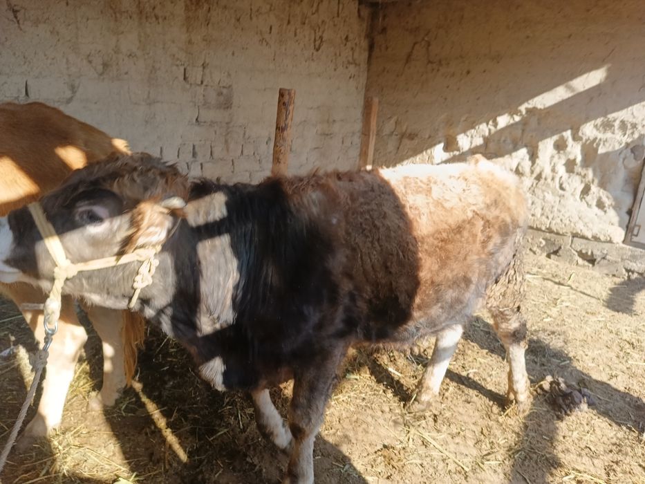 Үйде бидай жеп тұрған бучок