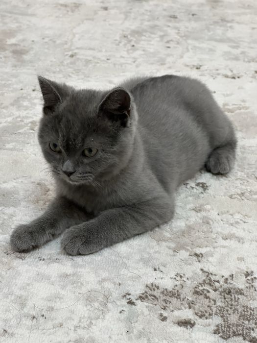 Продается кот 5 месяцев, скоттиш фолд