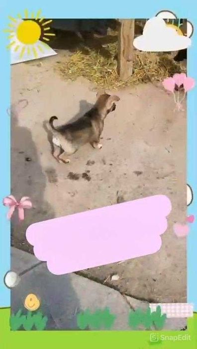 Щенкам нужен дом!