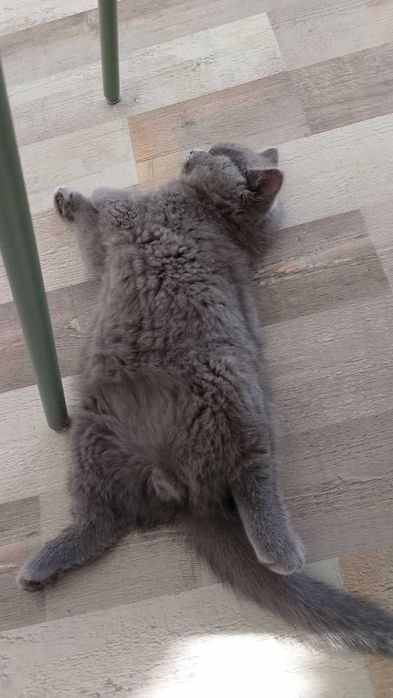 Британско късокосместо коте (м)