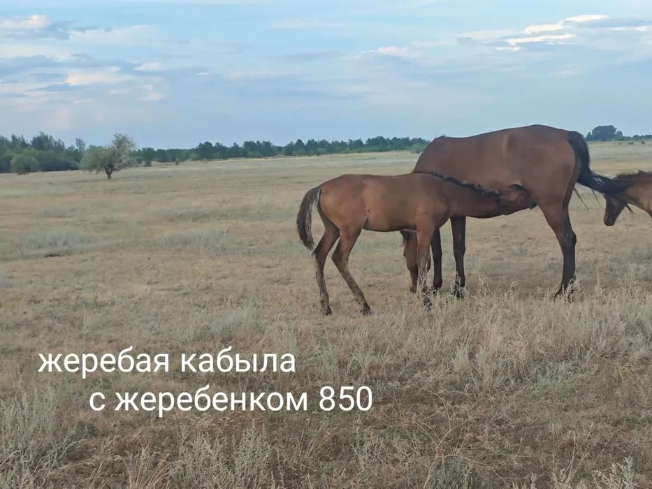 Продам лошадей оптом