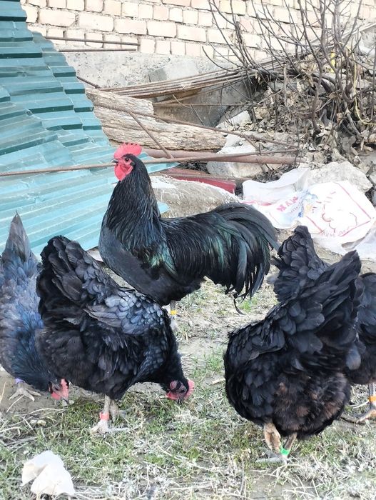 Avstralorp Ruminiya Tuxumlari sotiladi Avstralop Австралорп Австралоп