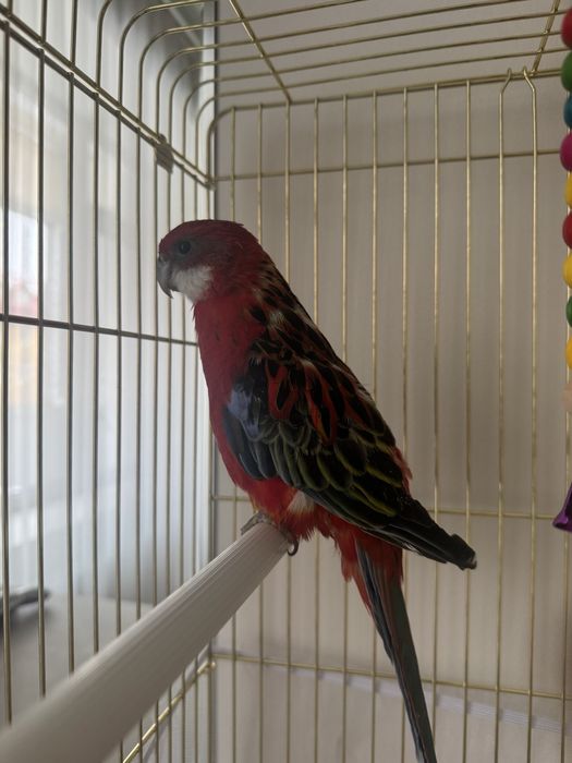 Попугай Розелла ручной