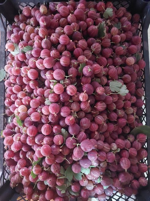 Продам крыжовник красный