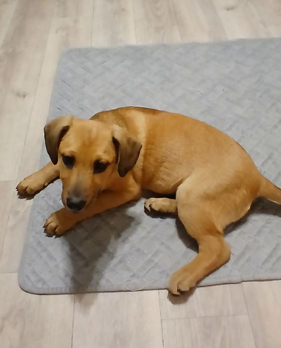 Щенки бесплатно в добрые руки