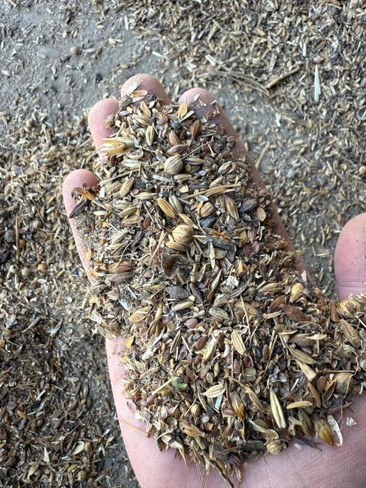 Рапс.Платный чат!Все корма.