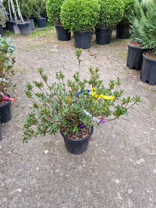 Plante glob, tuia, buxus, rhododendron, azalee, yucca, tei, platan etc