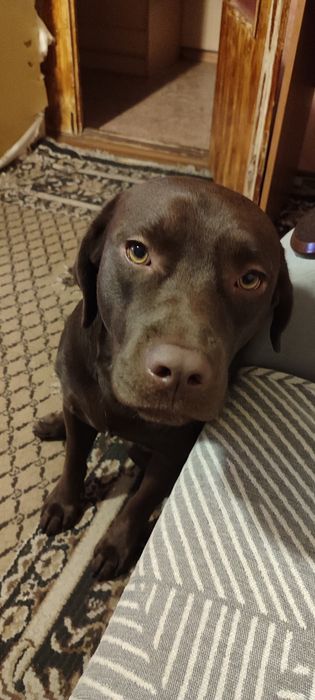 Лабрадор, мальчик