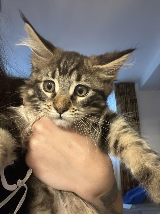 Pui Maine coon cu pedigree