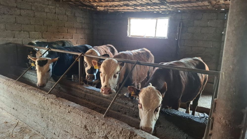 Бычки белоголовые 5голов