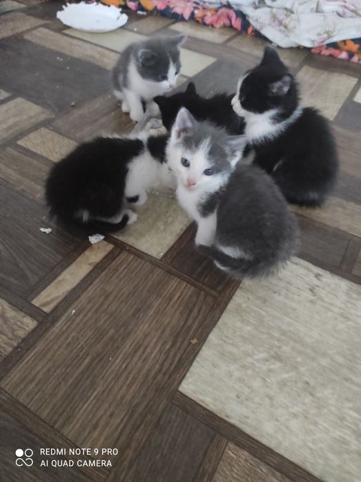 Пышык балалары бар