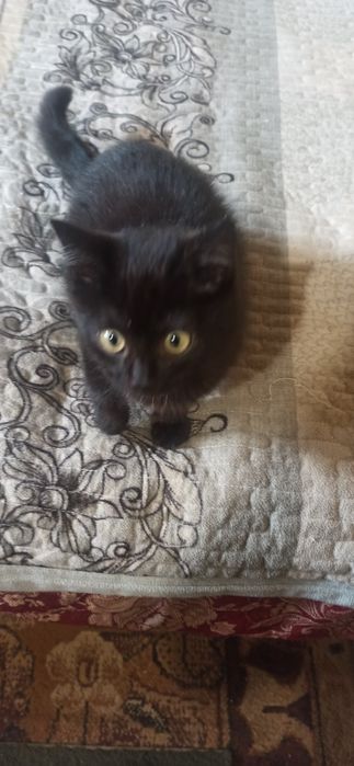 Котенок в добрые руки