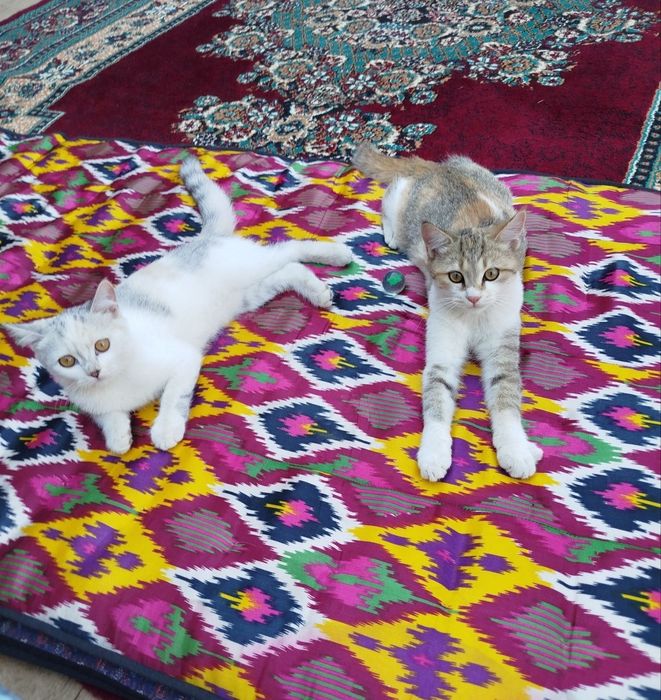 Mushuklar hadiyaga beriladi