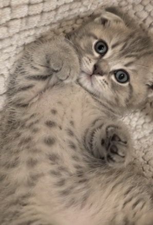 Вислоухие котята