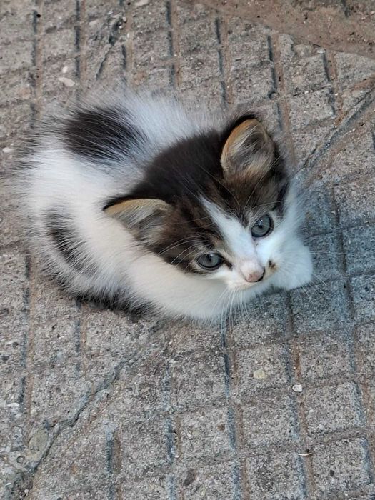 Пидарявам котета