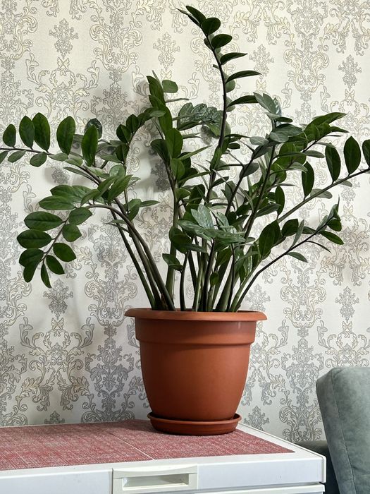 продается долларовое дерево