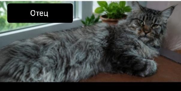 Котята Мейн-куна