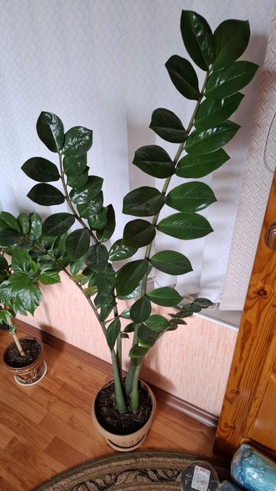 Замиокулькас (Долларовое дерево)