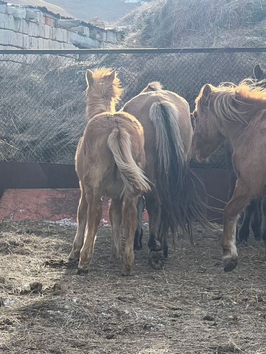 Жабагы оптом 40бас