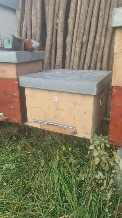 lazi albine 12 rame si 10