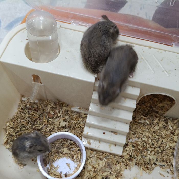 Хомяки семья с клеткой