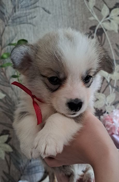 Вельш Корги Пемброк