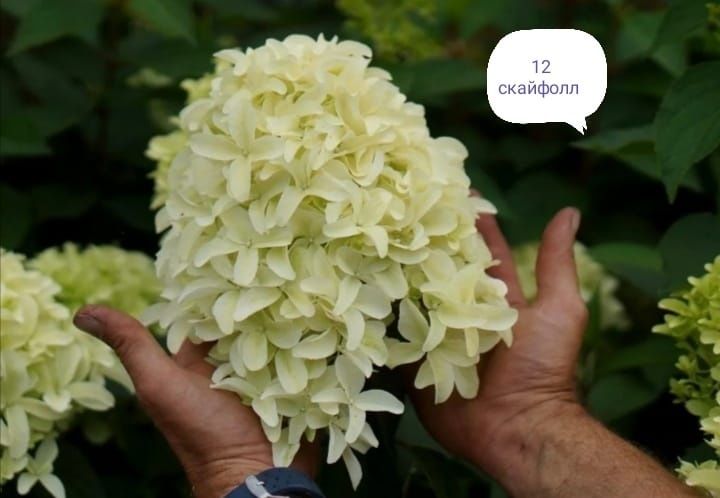 Продам гортензии