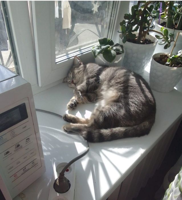 Отдам кота в добрые руки