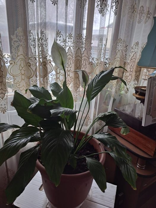 Продам цветы комнатные