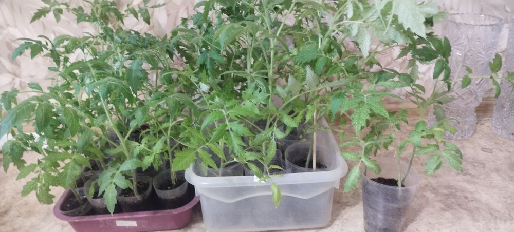 Продам рассаду помидор