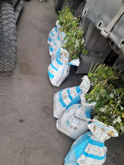 Продам саженцы малины сорт полана