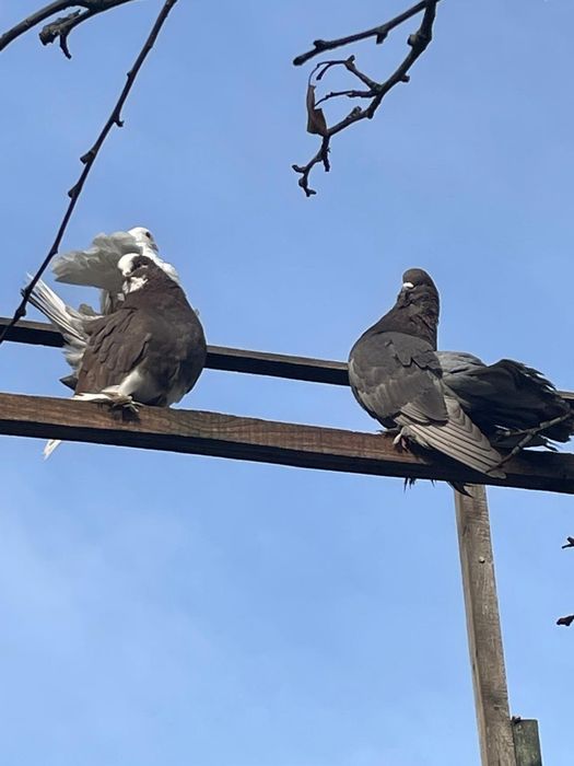 Голуби с лохмами