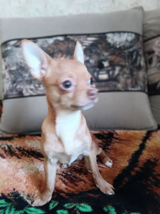 Ждём невесту Порода Чихвахва