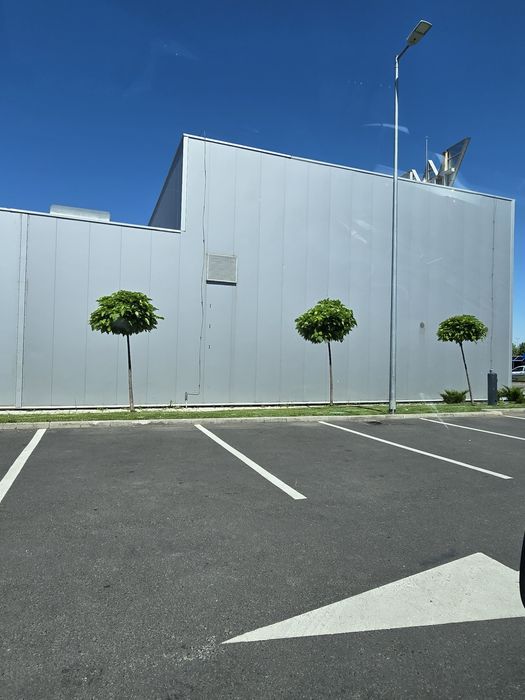 Catalpa nana globulara