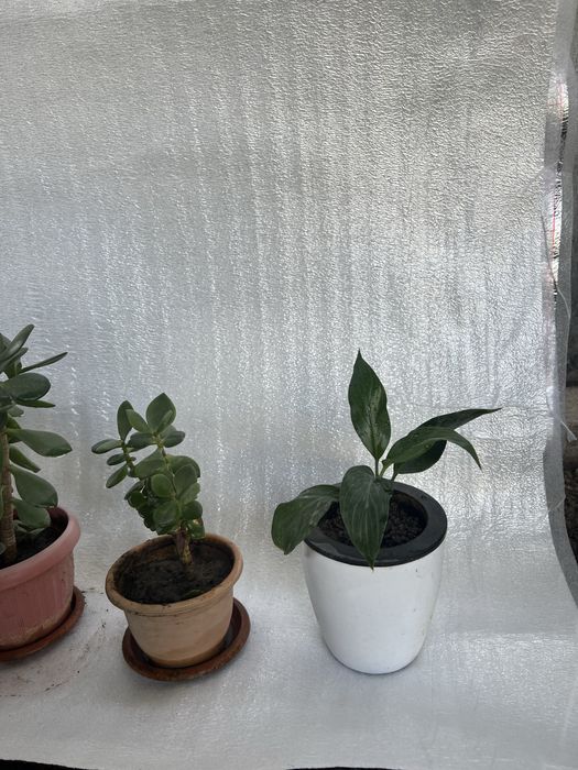 Домашние цветы от 500, коланхое, толстянка, пальма, рэо и т.д.