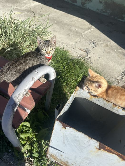 Отдам котят в добрые руки мальчик и девочка