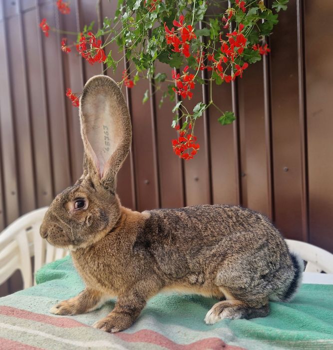 Iepuri uriasi gri german