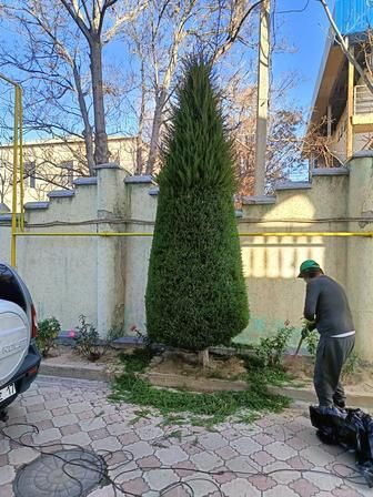 Daraxtlar va gazon kesish. Kaltalash. Shakil berish. Tozalash